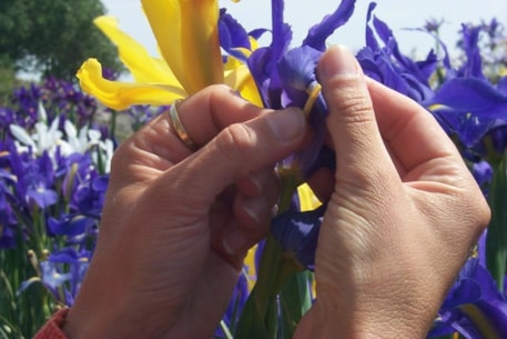 Hybriding Iris